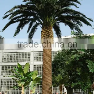 Wholesale Artificial Seaweed Tree High Simulation Artificial Palm Tree thumbnail-5