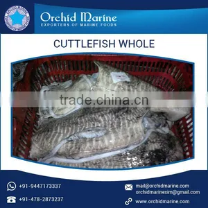Optimum Quality Health Beneficial Cuttlefish Whole Round Available in Hygienic Pack thumbnail-4