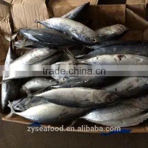 Frozen Bonito/Tuna Fish thumbnail-1