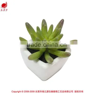 Hot Sale Mini Succulent Plants for Home and Garden Decoration thumbnail-1