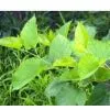 Sodium Copper Chlorophyllin thumbnail-1