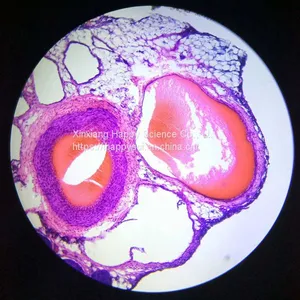 Lab and Medical Pathology Histology Microscope Slides thumbnail-4