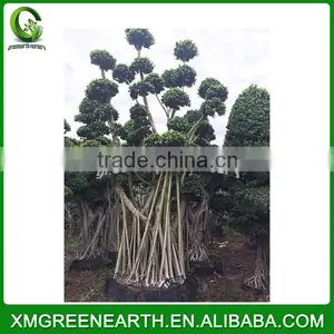 Ficus Microcarpa Big Bonsai 5m (1) thumbnail-1