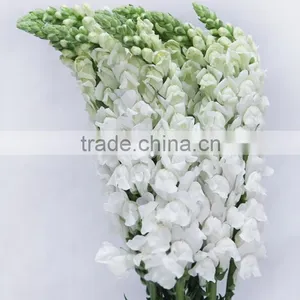 Fashionable Top Sell White Snapdragon Flower thumbnail-3