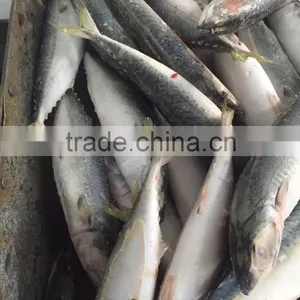 Canned Mackerel Manufacturers thumbnail-2