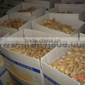 Lowest Price of Fresh Ginger thumbnail-1
