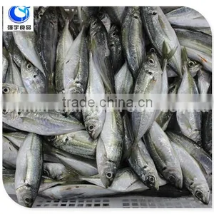 Wholesale Fishing Frozen Yellow Tail Horse Mackerel Fish thumbnail-6