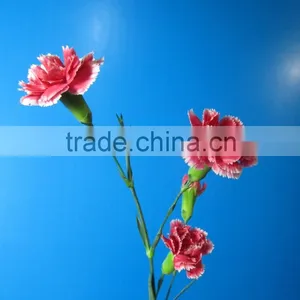 China Factory Direct Garden Bridal Carnation Decor thumbnail-1