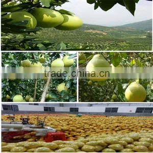 Fresh Honey Pomelo thumbnail-1