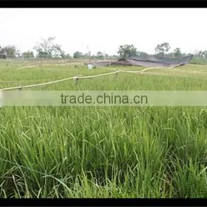 Stretched Plastic Netting | Fence to Protect Agriculture and Plants thumbnail-2