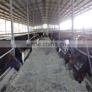 LTX006 Steel Structure Cow Shed thumbnail-6