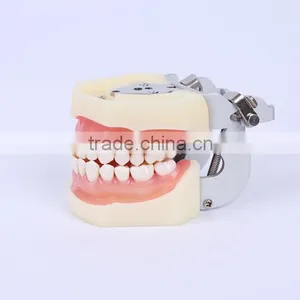 New Design Wholesale Dental Teaching Model Standard Tooth Model of White Alundum Dentition Model thumbnail-3