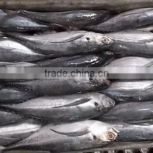 FROZEN HORSE MACKEREL WHOLE ROUND thumbnail-1