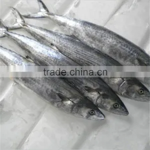 Monterrey Spanish Mackerel thumbnail-1