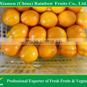 Fresh Mandarin Orange Navel Orange thumbnail-4