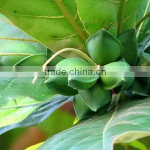 Terminalia Catappa L. thumbnail-2