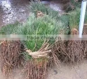 Pinus Massoniana Seedling thumbnail-2