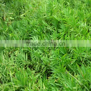 Shibataea Chinensis Nakai thumbnail-3
