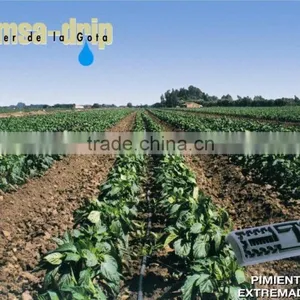Flat Drip Irrigation thumbnail-3