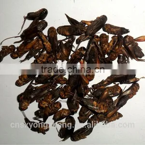 Wild Birds Food Freeze Dried Crickets;Dried Crickets for Wild Birds thumbnail-3