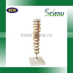 Medical Science Subject and Skeleton Model Type Spine Model thumbnail-5