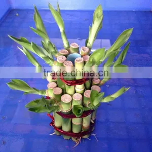 Lucky Bamboo Tower ( 2 Layers) thumbnail-3