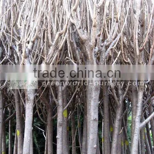 Prunus Serrulata With Good Canopy thumbnail-1