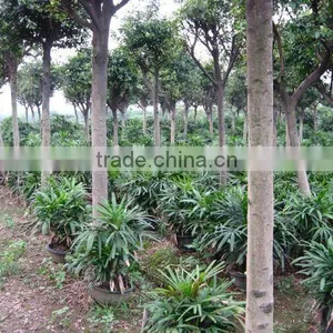 Ficus Nitida Trees thumbnail-1
