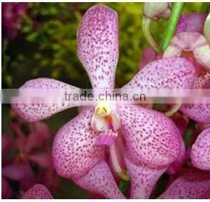 M-001 : MOKARA JAKUAN ORCHID thumbnail-1