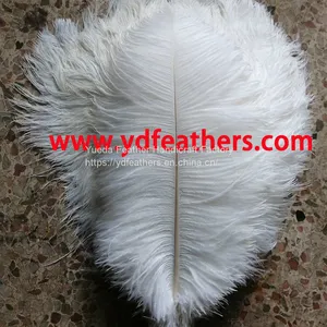 Ostrich Feather From China thumbnail-1