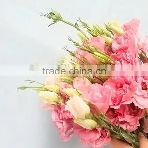 Excellent Quality Best Sell Fresh Cut Colorful Eustomas thumbnail-4