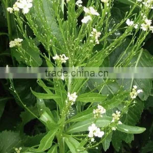 500g Wasabi Powder With Factory Price and Superior Quality thumbnail-3