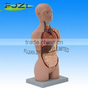 Mini Anatomy Human Torso Model,Dual-Sex (Caucasian Type) thumbnail-1