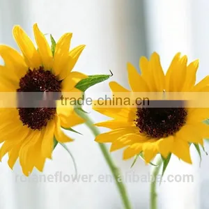 Hot Style Top Quality Sunflower Flower With Long Term thumbnail-1