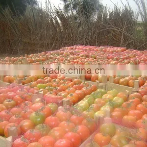 Fresh Tomato thumbnail-1