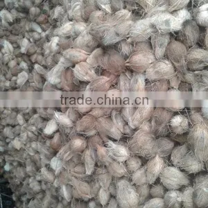 Semi Husked Coconuts thumbnail-5