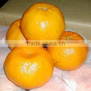 Folomont Mandarin thumbnail-1