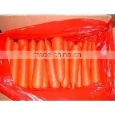 Red Carrot thumbnail-1