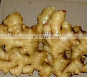 Dry Ginger thumbnail-1