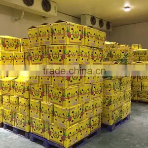 VIETNAM DRAGON FRUIT thumbnail-6