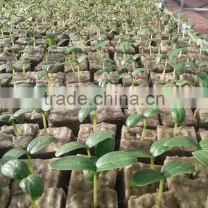 Plant Fiber Material Hydroponic Rock Wool 4X4X4 INCH 6X6X6 INCH thumbnail-3