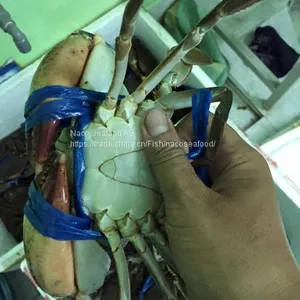 Norwegian Red King Crab, King Crab Legs With Clusters,Live Red King Crab Mud Crab, Live Dungeness Crab thumbnail-2