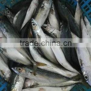 Frozen WR Pacific Mackerel Seafood thumbnail-1