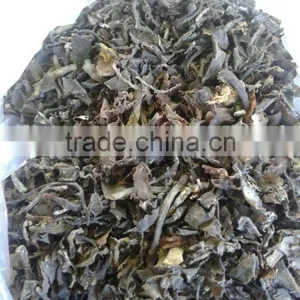 Sargassum Seaweed thumbnail-1