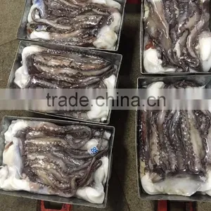 Frozen Giant Squid Tentacles/frozen Giant Squid Soft Tentacles thumbnail-3