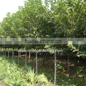 Prunus Serrulata Nursery thumbnail-1