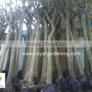 Ficus Altissima Tropical Trees Plants thumbnail-4
