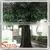 Factory Large Indoor Decor Artificial Fake Plastic Fiberglass Trees thumbnail-3