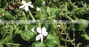 Plumbago Zeylanica thumbnail-1