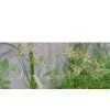 Nutgrass Extract 4:1 thumbnail-1